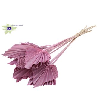 QC Palm Spear per stem Frosted Pink | Per 50 stuks