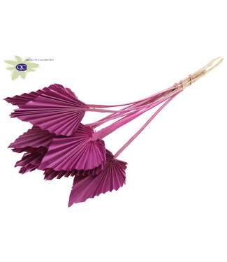 QC Palm Spear per stem Lilac ( x 50 )