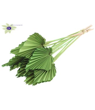 QC Palm Spear per stem Light Green | Per 50 stuks