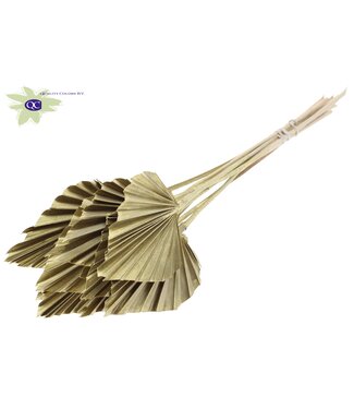 QC Palm Spear per stem Gold | Per 50 stuks