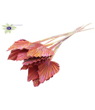 QC Palm Spear per stem Multicolour Cerise | Per 50 stuks