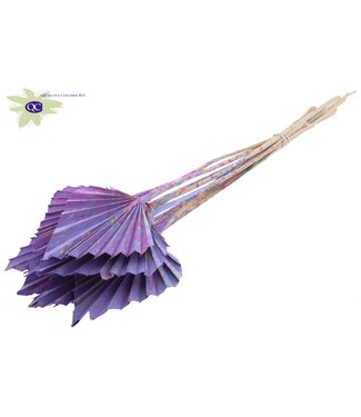 QC Palm Spear per stem Multicolour Milka | Per 50 stuks