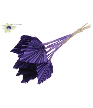 QC Palm Spear per stem Purple | Per 50 stuks