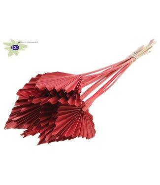 QC Palm Spear per stem Red | Per 50 stuks