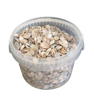 QC Frosted white shells from the North Sea | Mix of white painted shells | 3 litres per bucket | Per bucket