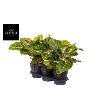 ME Aglaonema Spring Red | Pro Stück