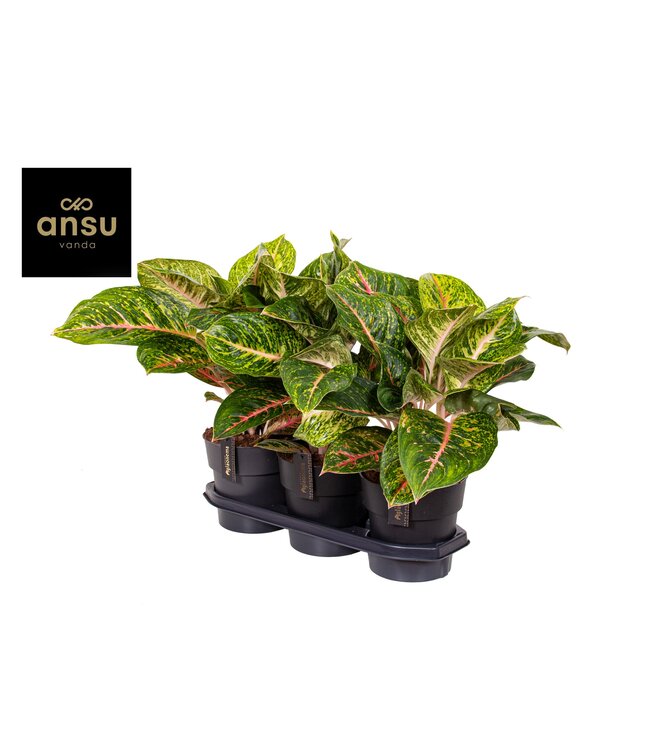 Aglaonema Spring Red | Per piece