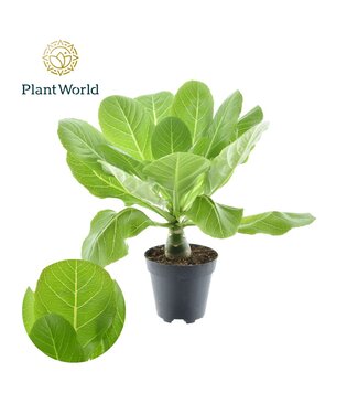 ME Brighamia insignis 'Hawaii Palm' | Potmaat 12 | Per 6 stuks