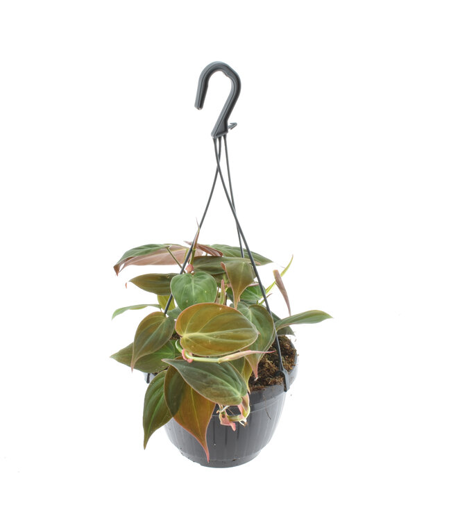 Philodendron scandens 'Micans' Hangpot | Per 4 stuks