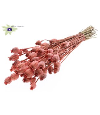 QC Dried Poppy Somniferum coral | Per 6 bunches