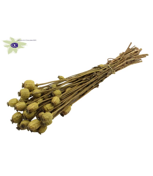 Dried Poppy Somniferum olive | Order per 6 bunches