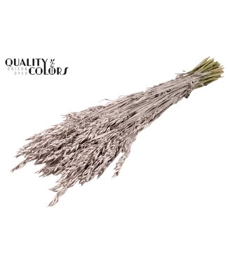 QC Champagnekleurig gedroogde haver | Avena droogbloemen | Lengte 60 centimeter | Per 6 bossen