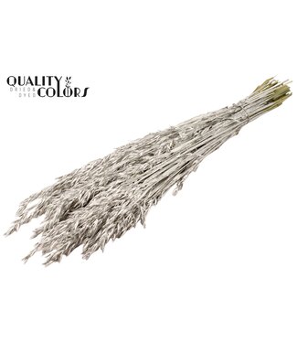 QC Platinakleurig gedroogde haver | Avena droogbloemen | Lengte 60 centimeter | Per 6 bossen