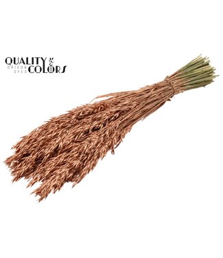 QC Avoine séchée couleur cuivre | Avena fleurs séchées | Longueur 60 centimètres | Par 25 bottes