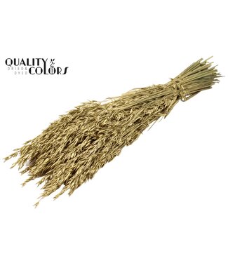 QC Goudkleurig gedroogde haver | Avena droogbloemen | Lengte 60 centimeter | Per 25 bossen