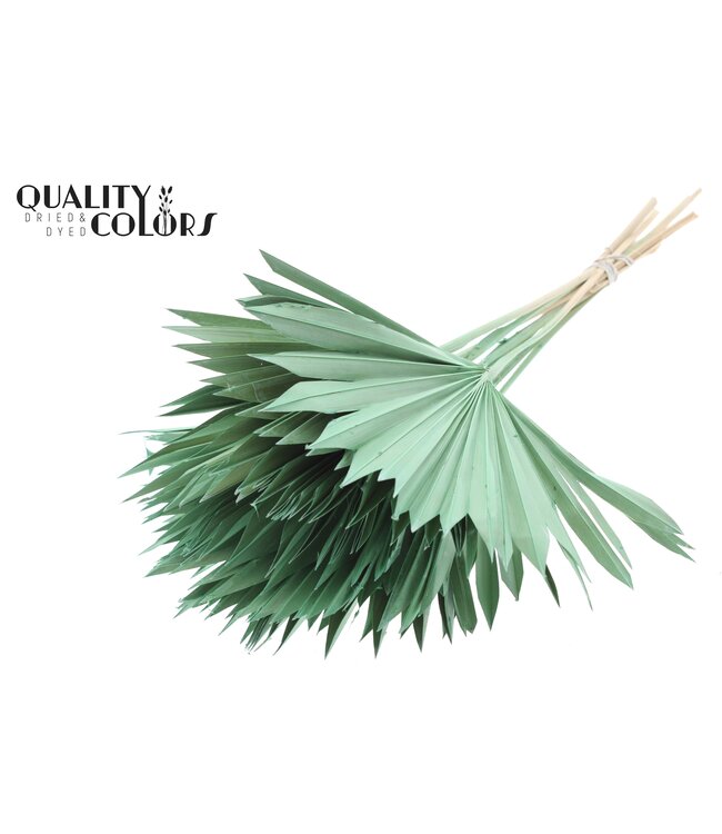 Matt mint green dried palm leaf | Sun Spear dried flowers | Order per 50 palm leaves