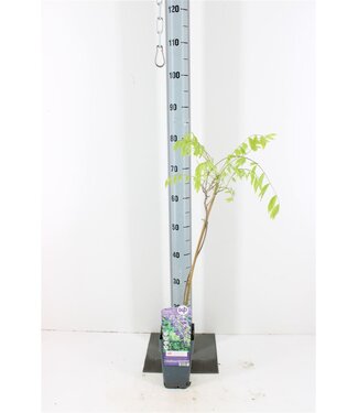 ME Wisteria sinensis Prolific | Pot size 15 | Each