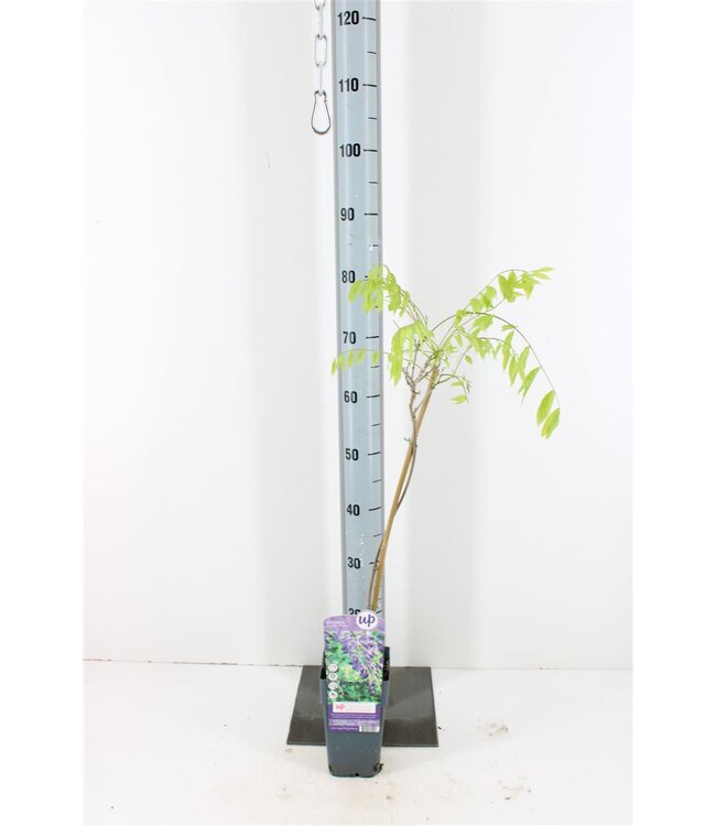 Wisteria sinensis Prolific | Pot size 15 | Each