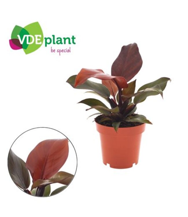 Philodendron Sunlight 12cm | Per 6 stuks