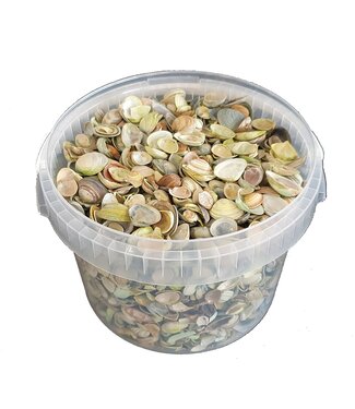 QC Light green shells from the North Sea | Mix of light green painted shells | 3 litres per bucket | Per bucket