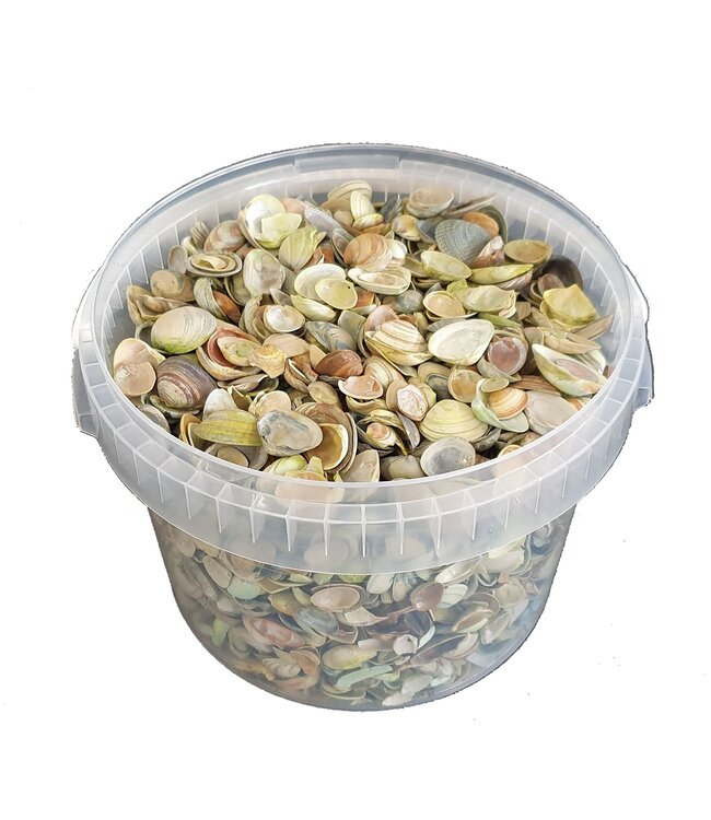 Light green shells from the North Sea | Mix of light green painted shells | 3 litres per bucket | Available to order per bucket