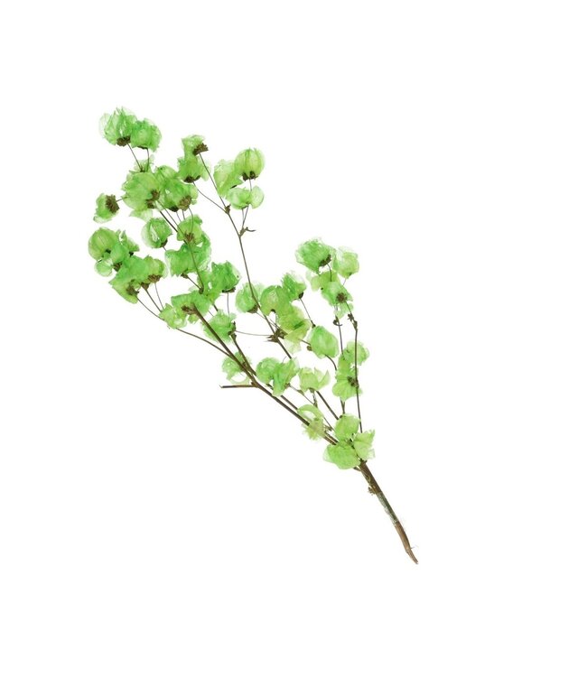 Apple green dried Bougainvillea | Length 45-55 centimetres | Ordered by piece