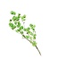 Apple green dried Bougainvillea | Length 45-55 centimetres | Ordered by piece