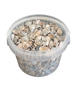 QC Matte blaue Muscheln aus der Nordsee | Mischung aus matt blau gefärbten Muscheln | 3 Liter pro Eimer | Pro Eimer