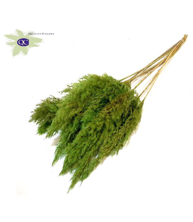 Apple green Pampas grass panicles | 10 panicles per bunch | Length 60 centimetres | Order per 6 bunches