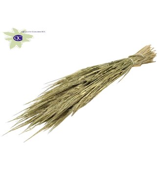 QC Gedroogde gerst antiek groen | Hordeum droogbloemen | Lengte 60 centimeter | Per 6 bossen