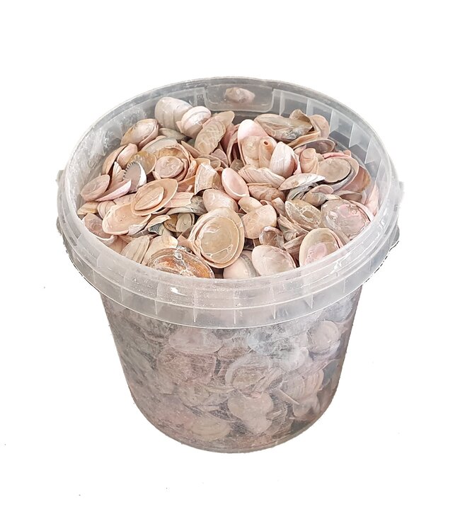 Matte pink shells from the North Sea | Mix of matte pink painted shells | 1 litre per bucket | Available to order per 6 buckets