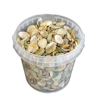 QC Hellgrüne Muscheln aus der Nordsee | Mischung aus hellgrün bemalten Muscheln | 1 Liter pro Eimer | Pro 6 Eimer