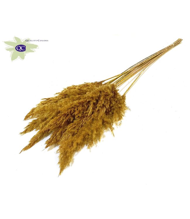 Dark yellow Pampas grass panicles | 10 panicles per bunch | Length 70 centimetres | Order per 6 bunches