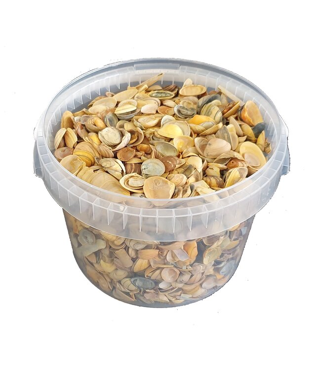 Yellow seashells | Bucket capacity 3 litres | Order by bucket