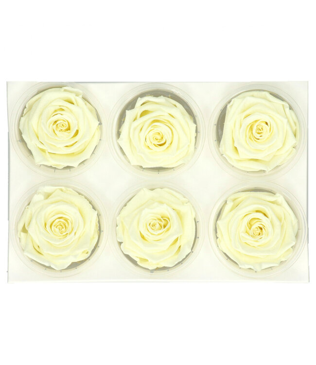 Cream-coloured pre-preserved roses | Diameter 6 centimetres | Order by 6 pieces