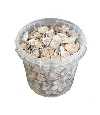 QC Matte white shells from the North Sea | Mix of matte white painted shells | 1 litre per bucket | Per 6 buckets