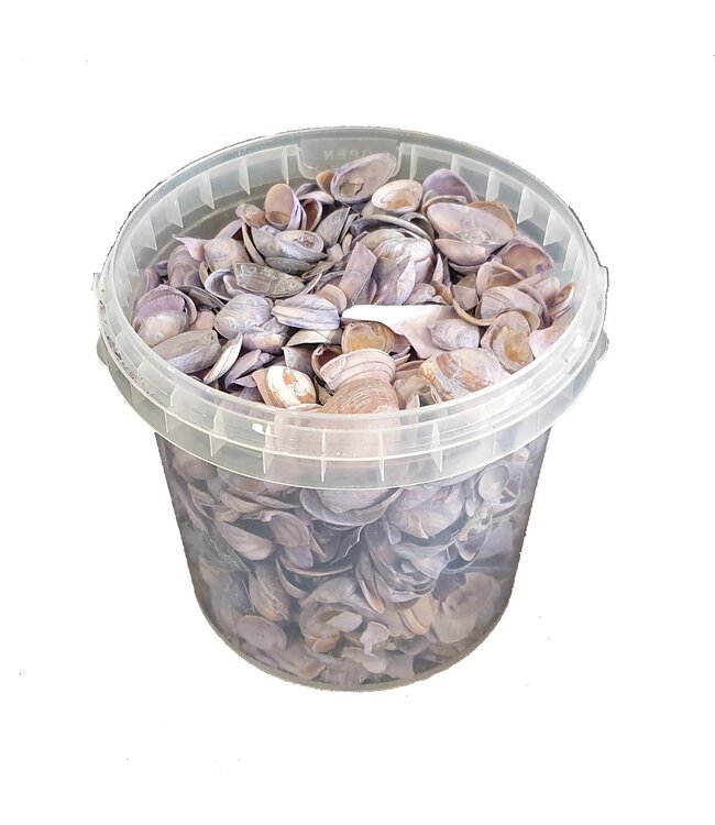 Matte purple shells from the North Sea | Mix of matte purple painted shells | 1 litre per bucket | Available to order per 6 buckets