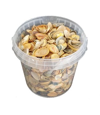 QC Gelbe Muscheln aus der Nordsee | Mischung aus gelb gefärbten Muscheln | 1 Liter pro Eimer | Pro 6 Eimer