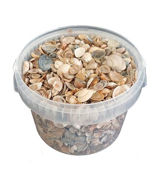 QC Natürliche Muscheln aus der Nordsee | Mischung aus natürlichen Muscheln | 3 Liter pro Eimer | Pro Eimer