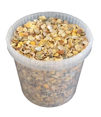 QC Yellow shells from the North Sea | Mix of yellow painted shells | 10 litres per bucket | Per bucket