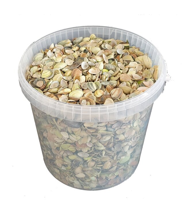 Coquillages vert clair de la mer du Nord | Mélange de coquillages peints en vert clair | 10 litres par seau | À commander par seau