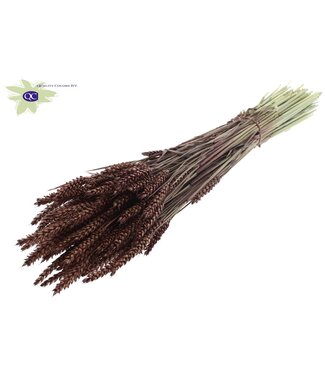 QC Gedroogde tarwe | Triticum droogbloemen | Lengte 60 centimeter | Bruin | Per 20 bossen