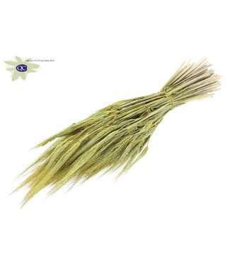 QC Yellow dried barley | Hordeum dried flowers | Length 60 centimetres | Per 6 bunches