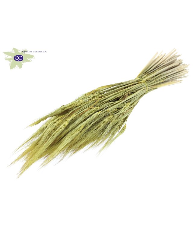 Yellow dried barley | Hordeum dried flowers | Length 60 centimetres | Order per 6 bunches