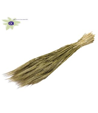 QC Olive-coloured dried barley | Hordeum dried flowers | Length 60 centimetres | Per 6 bunches