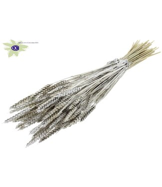 QC Dried wheat | Triticum dried flowers | Length 60 centimetres | Platinum-coloured with glitter | Per 20 bunches