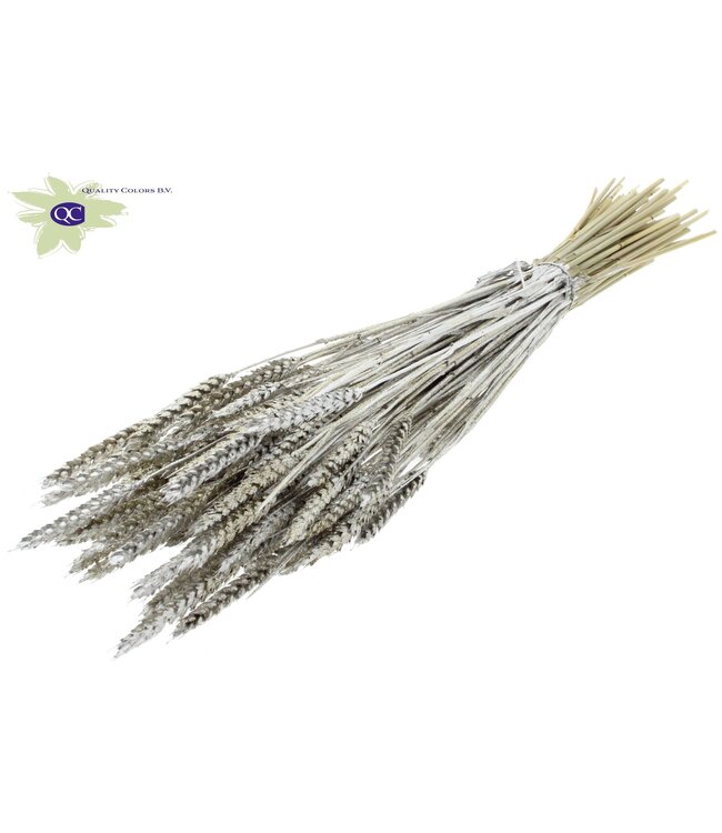 Dried wheat | Triticum dried flowers | Length 60 centimetres | Platinum-coloured with glitter | Order per 20 bunches