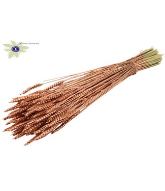 QC Gedroogde tarwe | Triticum droogbloemen | Lengte 60 centimeter | Koperkleurig | Per 6 bossen