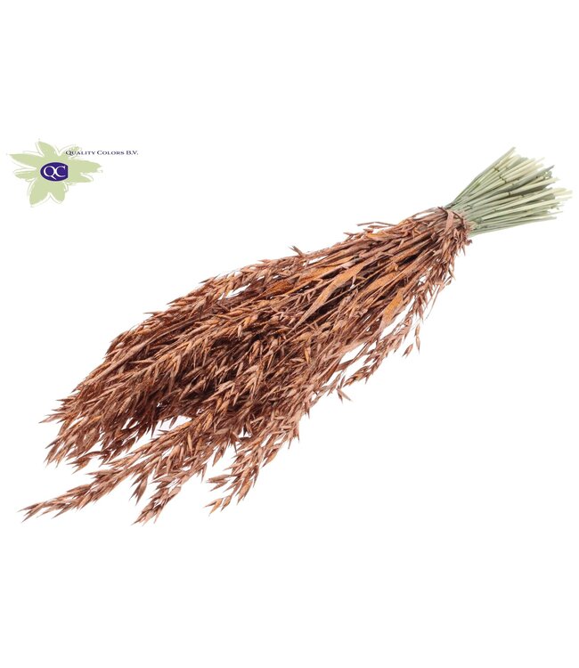 Dried oats copper coloured with glitter | Avena dried flowers | Length 60 centimetres | Order per 6 bunches