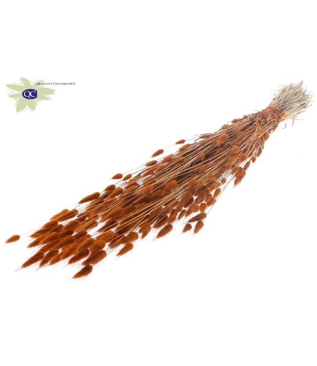 Lagurus dried flower terracotta-coloured | Length 60 centimetres | Order per 25 bunches